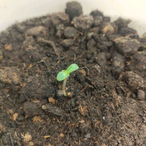 w_mb 2-5 growlog photo: mb_5