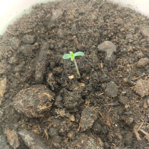 w_mb 2-5 growlog photo: mb_4
