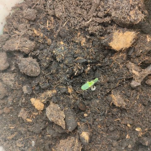 w_mb 2-5 growlog photo: mb_3