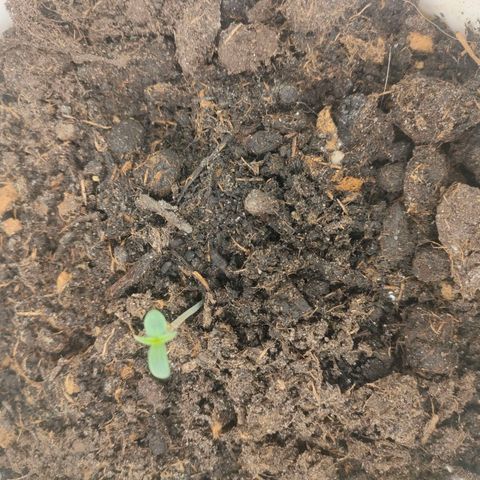 w_mb 2-5 growlog photo: mb_2