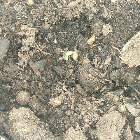 w_br 3-6 growlog photo: br_1