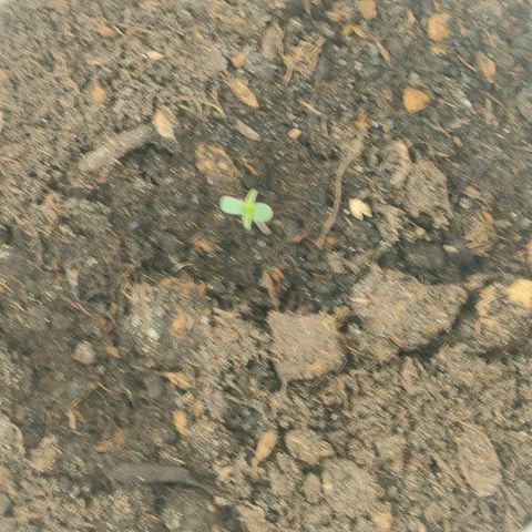w_br 3-6 growlog photo: br_2