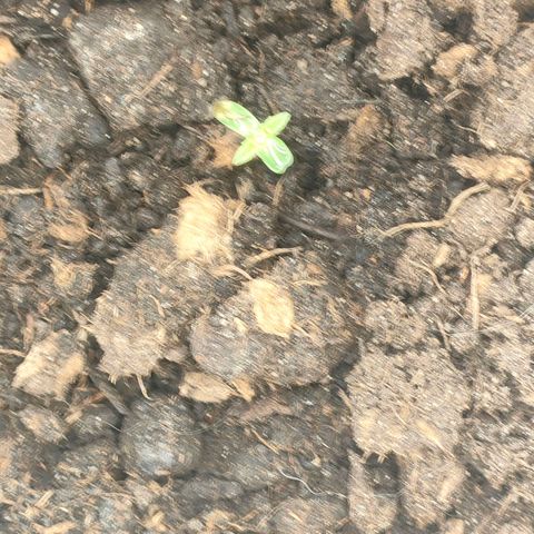 w_br 3-6 growlog photo: br_3