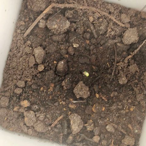 w_br 3-6 growlog photo: br_5