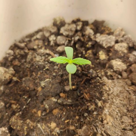 w_mb 2-5 growlog photo: mb_5