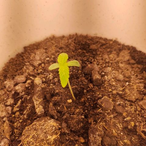 w_mb 2-5 growlog photo: mb_4