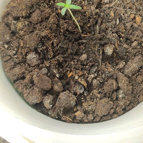 w_mb 2-5 growlog photo: mb_2