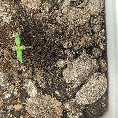 w_br 3-6 growlog photo: br_1