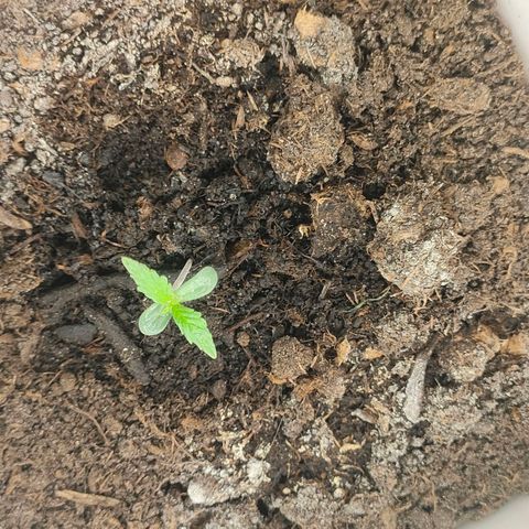 w_br 3-6 growlog photo: br_2