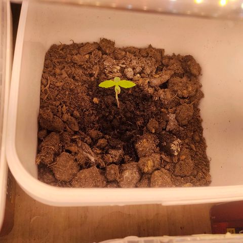w_br 3-6 growlog photo: br_3