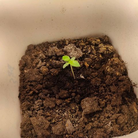w_br 3-6 growlog photo: br_4