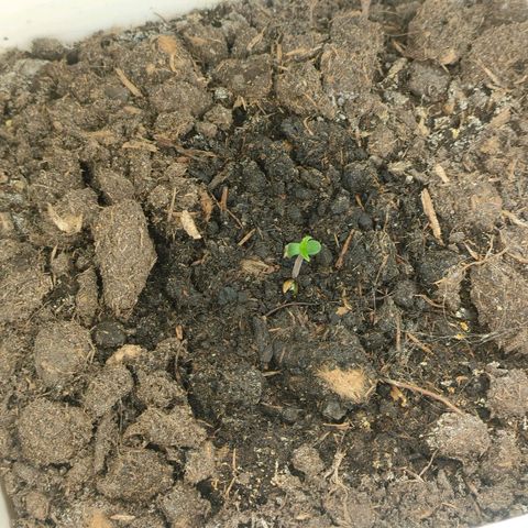 w_br 3-6 growlog photo: br_6