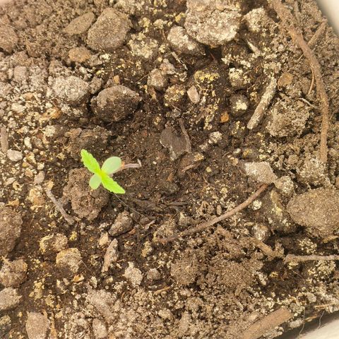 w_br 3-6 growlog photo: br_5