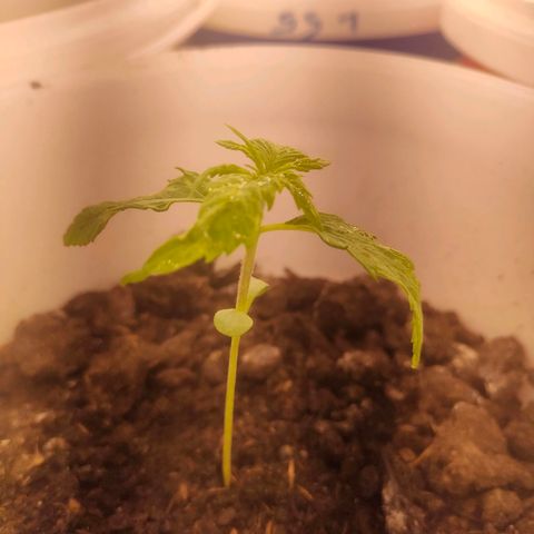 w_mb 2-5 growlog photo: mb_5, maybe some lightburn, will stop watering by spray bottle