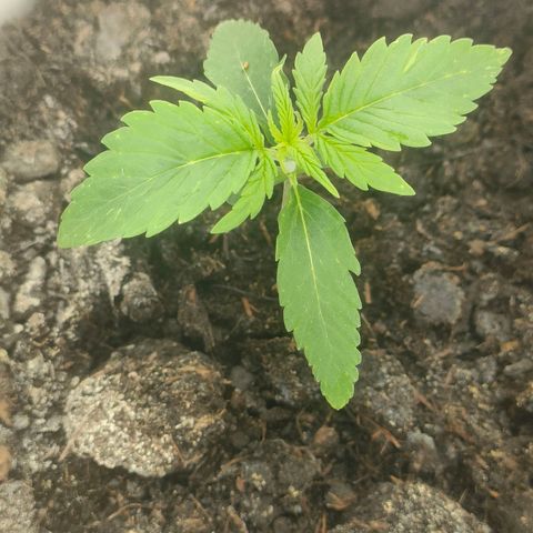 w_mb 2-5 growlog photo: mb_2