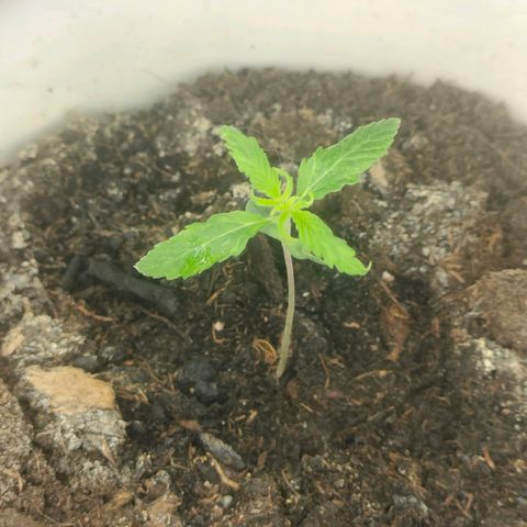 w_mb 2-5 growlog photo: mb_3