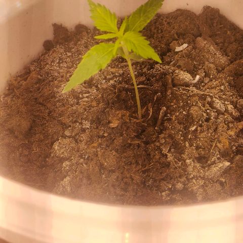 w_mb 2-5 growlog photo: mb_2