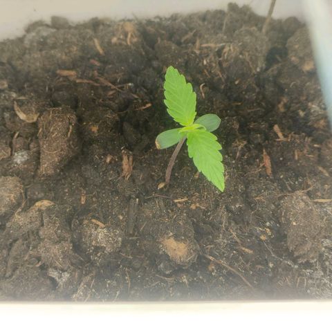 w_br 3-6 growlog photo: br_6