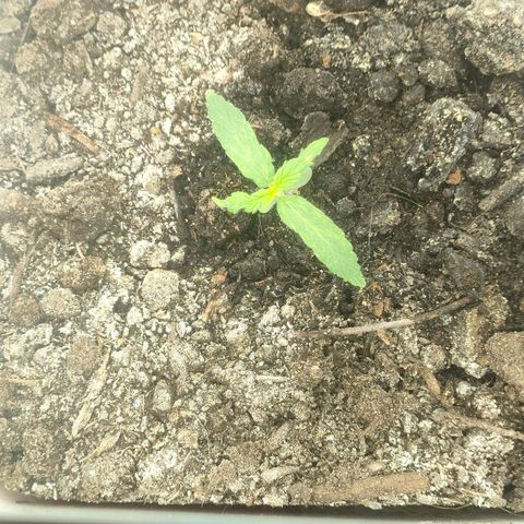 w_br 3-6 growlog photo: br_5