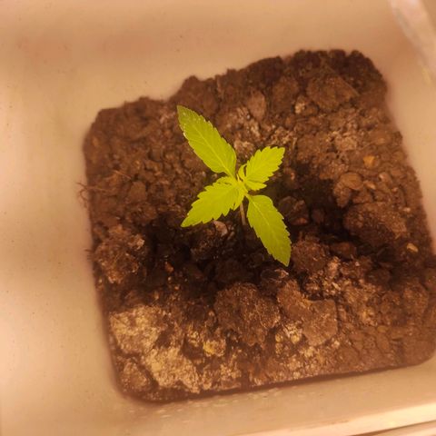 w_br 3-6 growlog photo: br_4