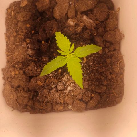 w_br 3-6 growlog photo: br_3