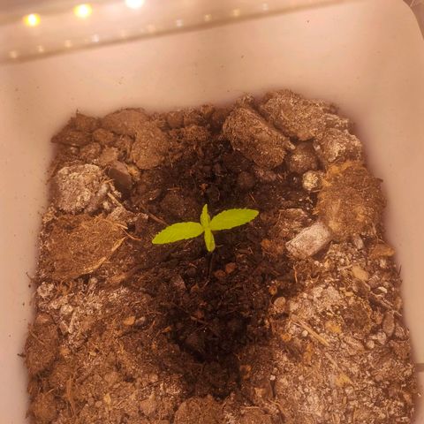 w_br 3-6 growlog photo: br_1