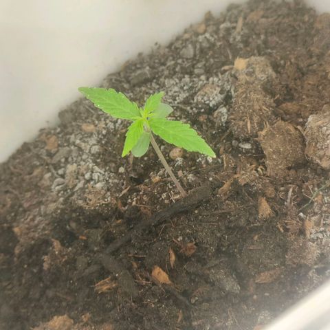 w_br 3-6 growlog photo: br_2
