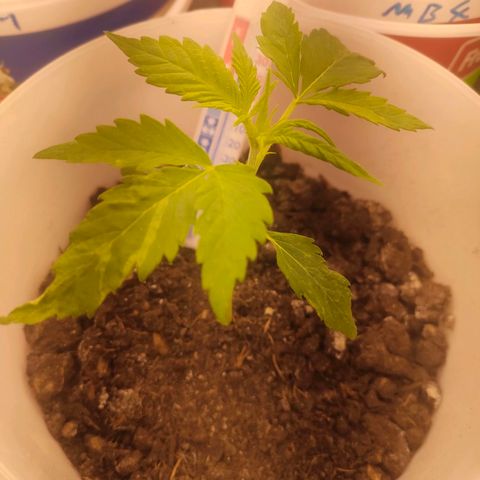w_mb 2-5 growlog photo: mb_5