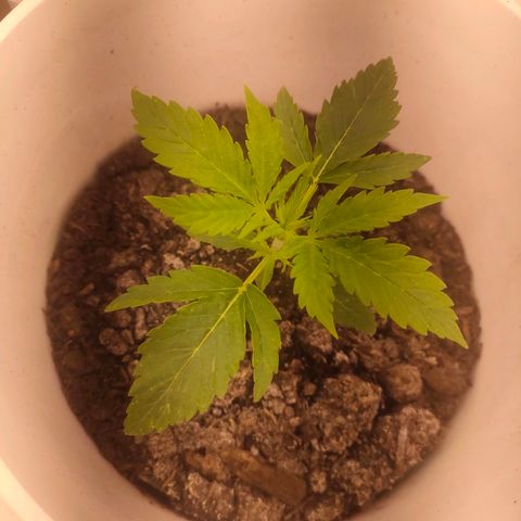 w_mb 2-5 growlog photo: mb_4