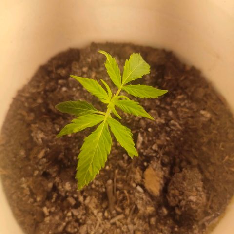 w_mb 2-5 growlog photo: mb_3