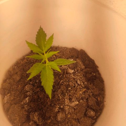 w_mb 2-5 growlog photo: mb_2