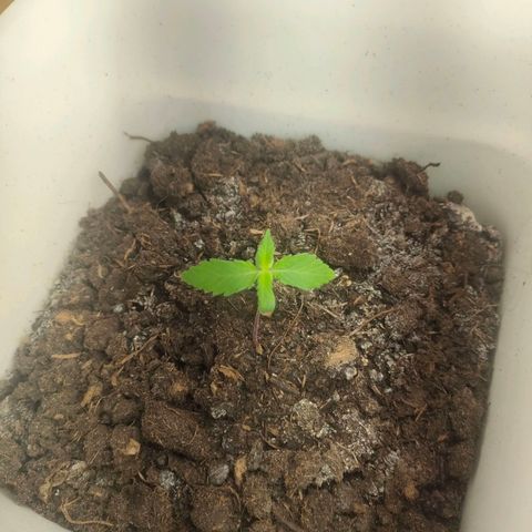 w_br 3-6 growlog photo: br_6