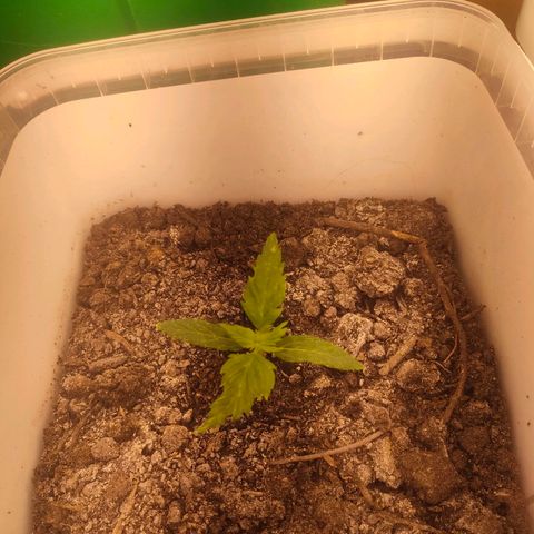 w_br 3-6 growlog photo: br_5