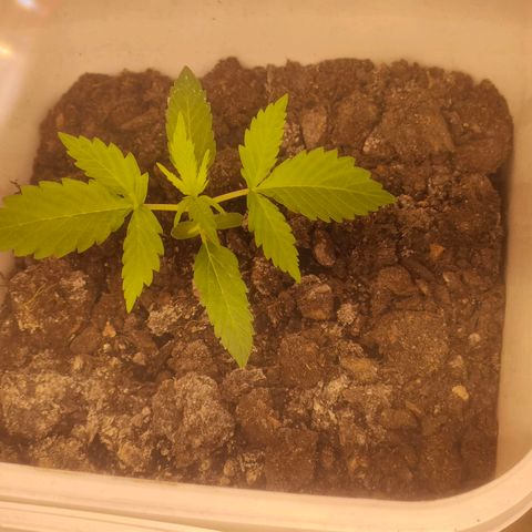 w_br 3-6 growlog photo: br_4