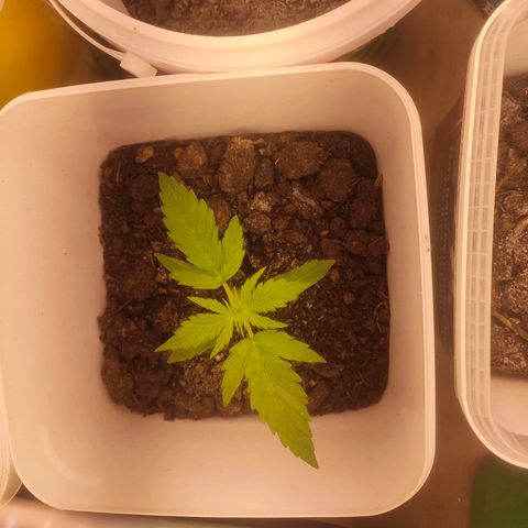 w_br 3-6 growlog photo: br_3
