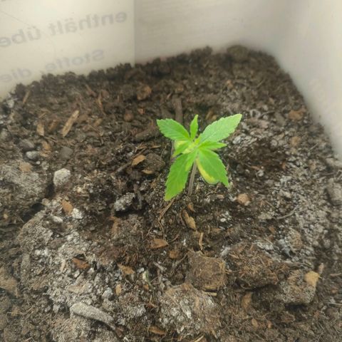 w_br 3-6 growlog photo: br_2