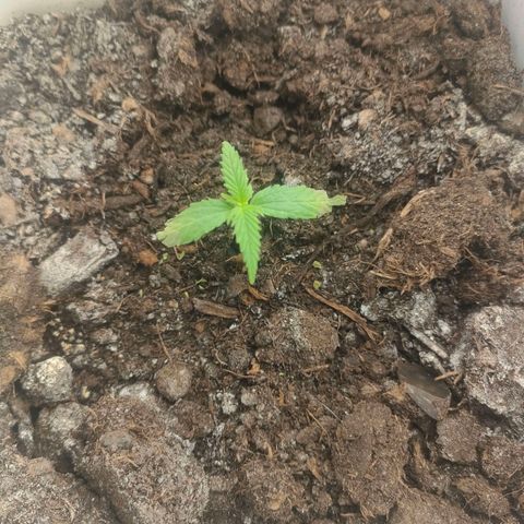 w_br 3-6 growlog photo: br_1