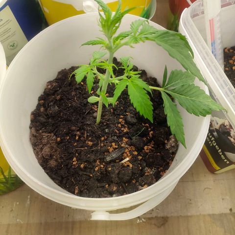 w_mb 2-5 growlog photo: mb_5