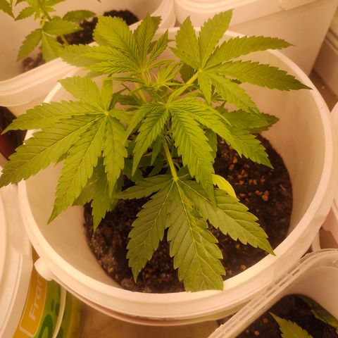 w_mb 2-5 growlog photo: mb_4