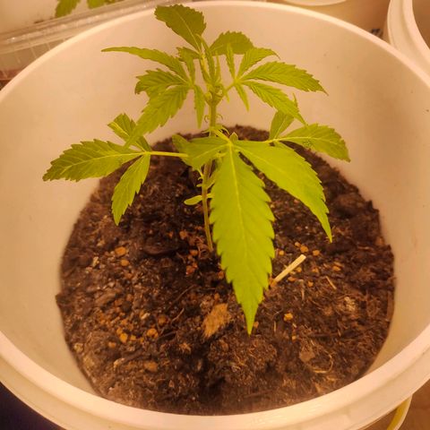 w_mb 2-5 growlog photo: mb_3