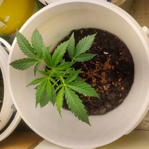 w_mb 2-5 growlog photo: mb_2