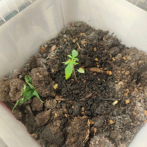 w_br 3-6 growlog photo: br_1 (dead)