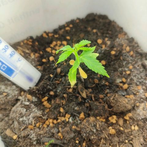 w_br 3-6 growlog photo: br_2 (dead)