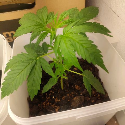w_br 3-6 growlog photo: br_3