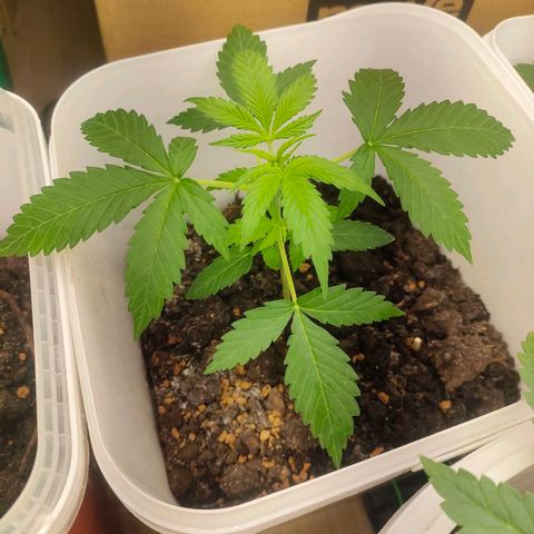 w_br 3-6 growlog photo: br_4