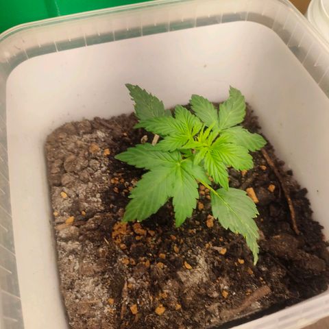 w_br 3-6 growlog photo: br_5