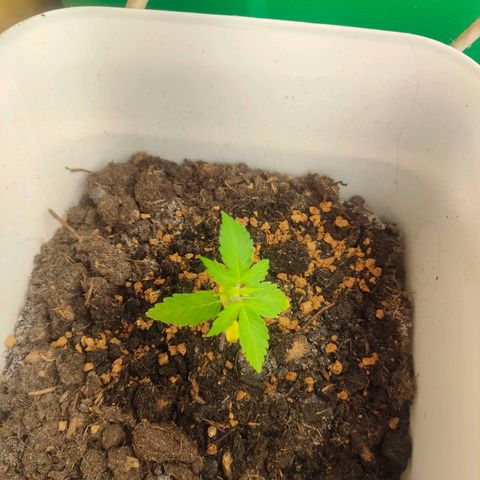 w_br 3-6 growlog photo: br_6 (??)