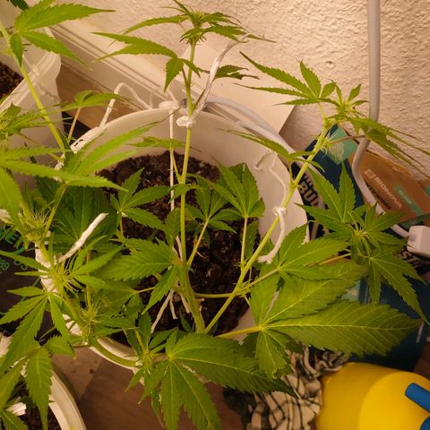w_mb 2-5 growlog photo: mb_5