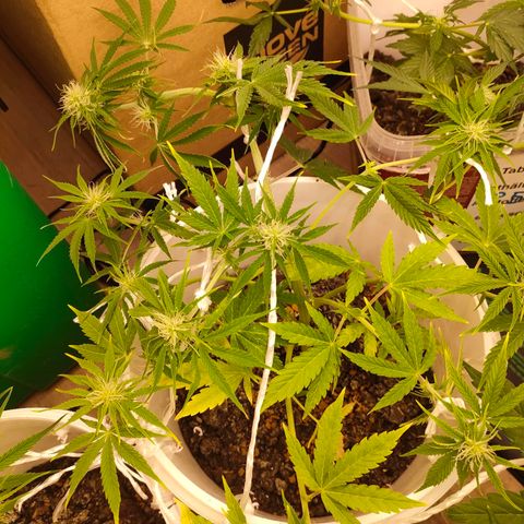 w_mb 2-5 growlog photo: mb_4