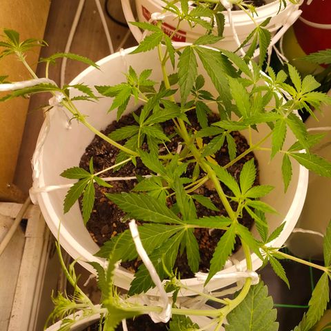 w_mb 2-5 growlog photo: mb_3